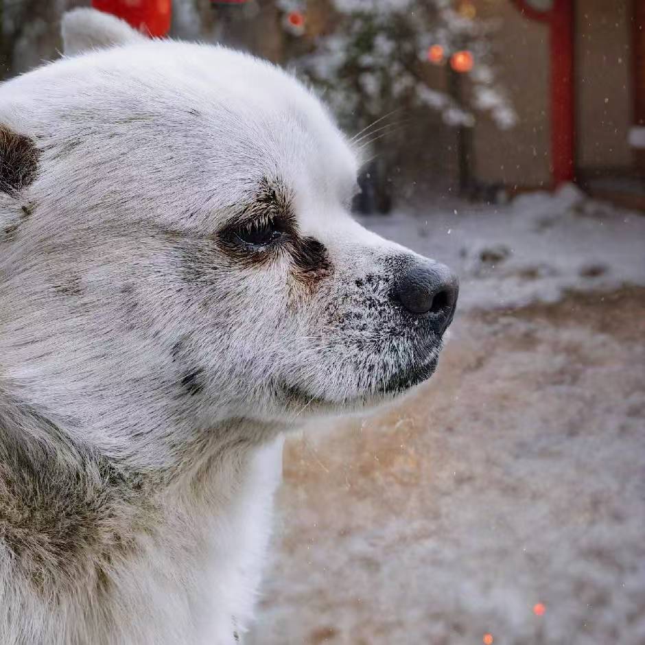 小黄学长wk平台